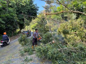 Polresta Barelang Tanggap Cepat, Evakuasi Pohon Tumbang di Jalan Gajah Mada Sekupang