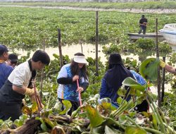BP Batam Intensif Bersihkan Gulma di Waduk Duriangkang untuk Jaga Kualitas Air Kota